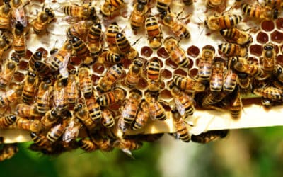 Lots and lots of Bees – EP52