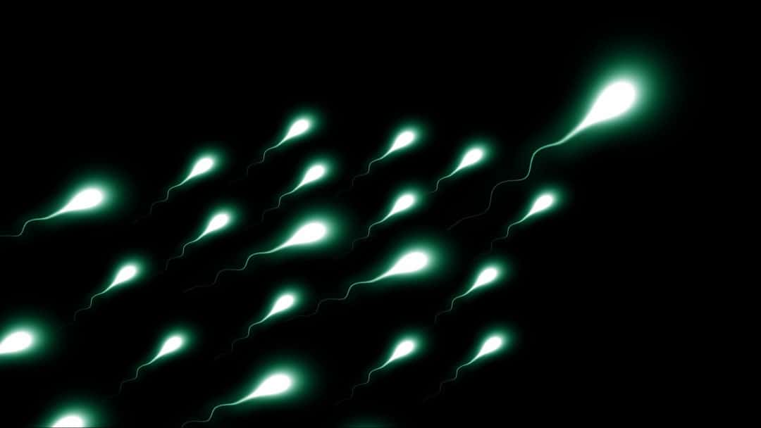 Sperm Fights Tumors, Rigging a Competition