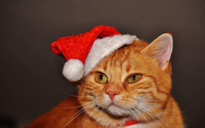 Christmas Plans and CryptoKittes – EP161