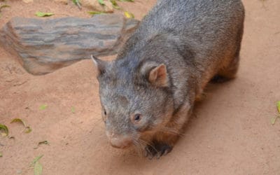 Square Wombat Poo