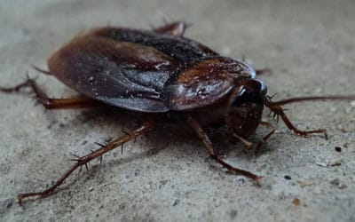 Cockroach Valentines Day