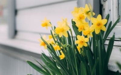 Daffodils