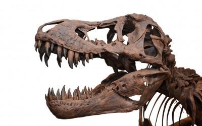 $3 Million for a Baby T-Rex