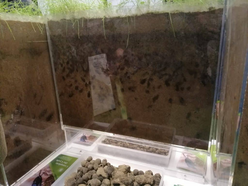 Dung beetles in display