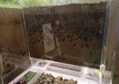 Dung beetles in display