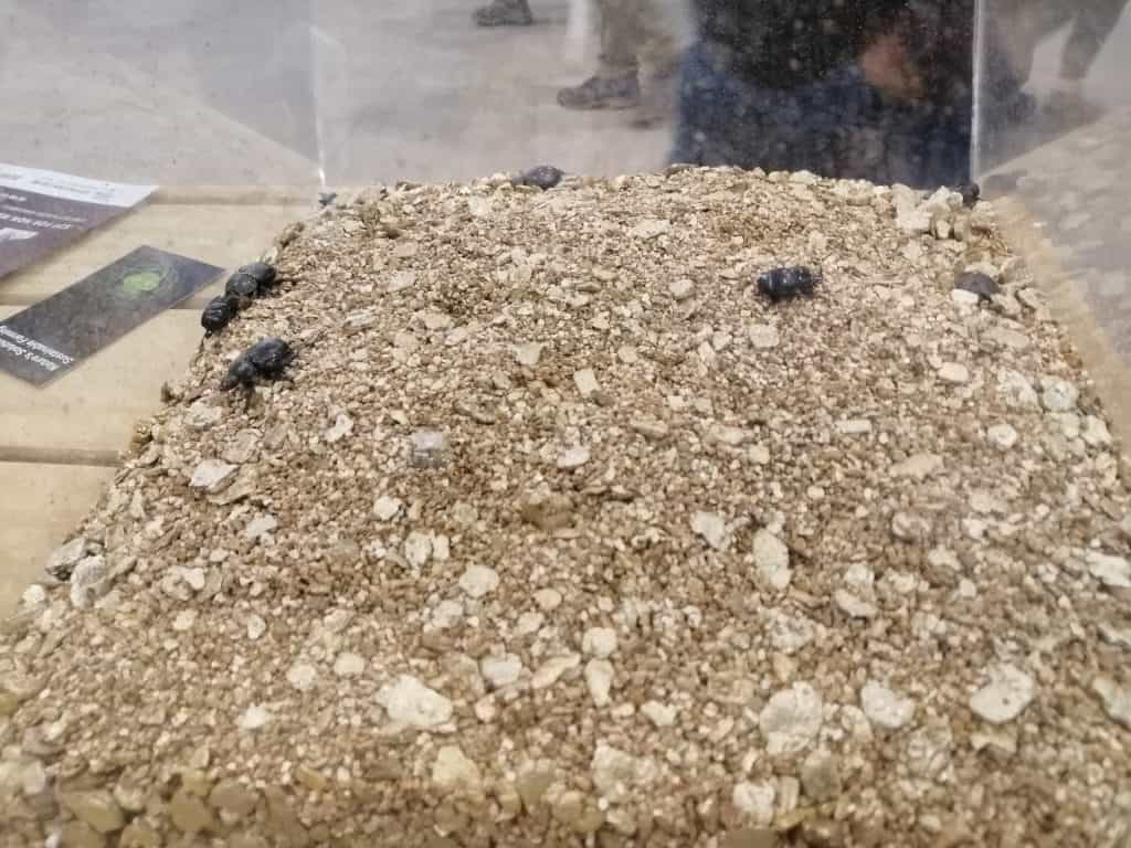 live dung beetles on display at fieeldays