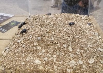 live dung beetles on display at fieeldays