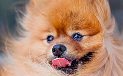 Windy Times at a Dog Show