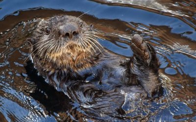 The Otter Decline