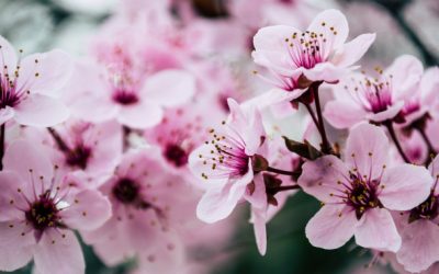 Hamilton Cherry Tree Festival Debacle