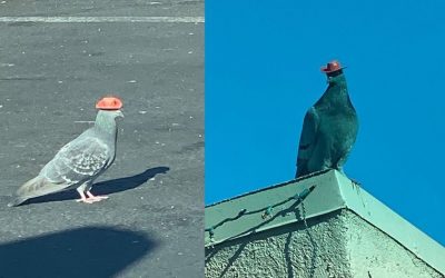 Cowboy Pigeons