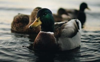 Release the Ducks – EP271