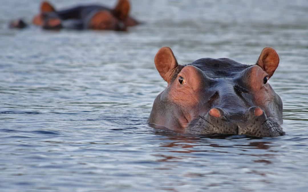 Hippo Trouble