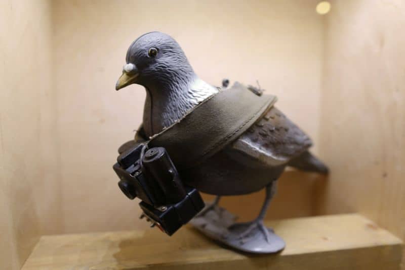 Pigeon Spy
