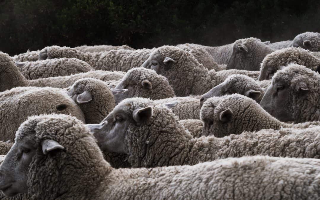 Herding Sheep the Futuristic Way