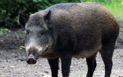 Rampaging Wild Boars