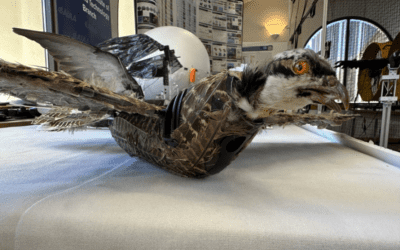 Taxidermy Bird Drones