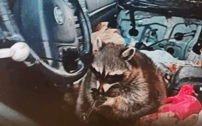 Meth Pipe Raccoon