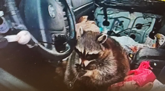 Meth Pipe Raccoon